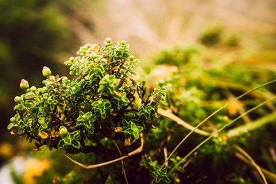 Close-up of flowering plant