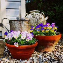 Potted plants in pot