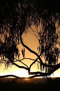 Silhouette of trees at sunset