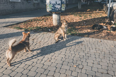 Dog on street