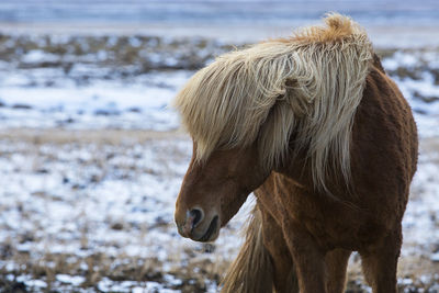 Angry icelandic horse on a meadow in wintry mountain landscape