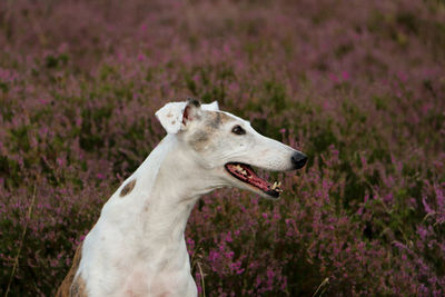 Close-up of a dog looking away