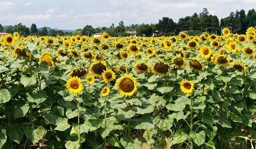 Scenic view of sunflower field against sky