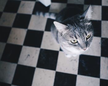 High angle view of cat looking up while sitting on tiled floor at home