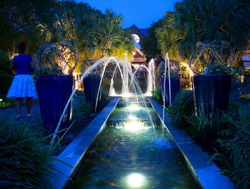 Illuminated plants by trees at night