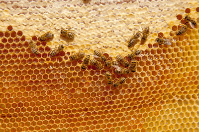 Close-up of honey