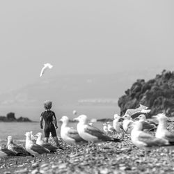 Close-up of birds on beach against clear sky