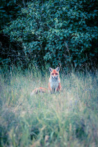 View of a dog sitting on field