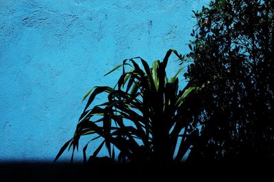 Close-up of plants against blue sky