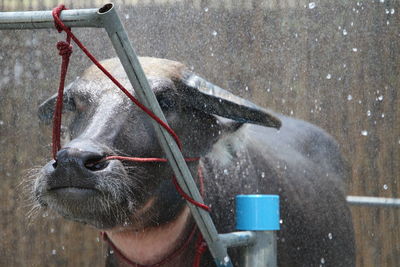 View of a horse in winter