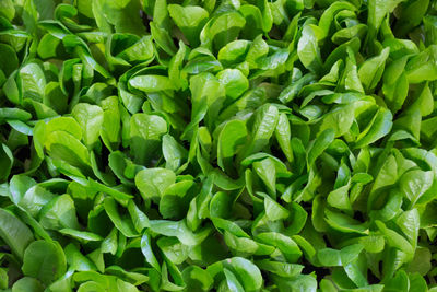 Full frame shot of spinach