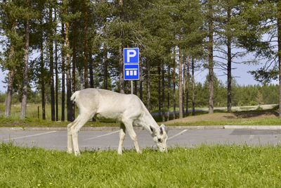 View of horse cart on road