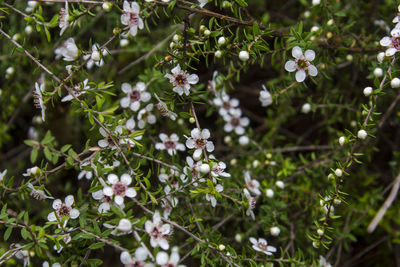 Close-up of white flowering plant