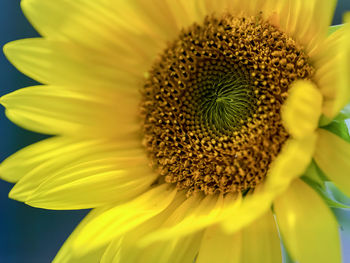 Close-up of yellow flower