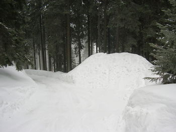 Snow covered trees in forest