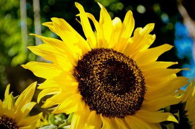 Close-up of sunflower blooming outdoors