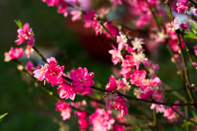 Close-up of pink flowers