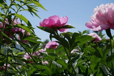 Close-up of pink flowering plant