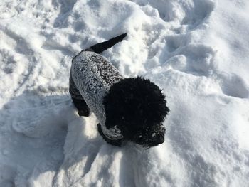 High angle view of animal on snow covered field