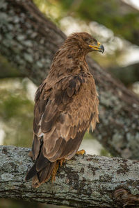 Close-up of bird perching on rock