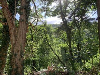 Trees in forest