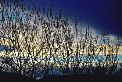 Low angle view of silhouette bare trees against sky at sunset