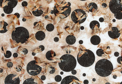 Dead moths on the bait with powerful adhesive to capture insects