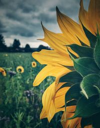 Close-up of yellow flower growing on field against sky