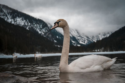 Swan swimming in lake