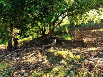 Trees in park