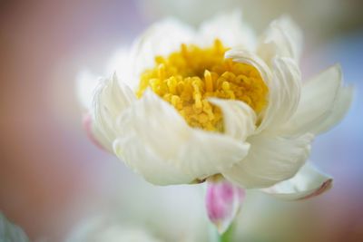 Close-up of flower