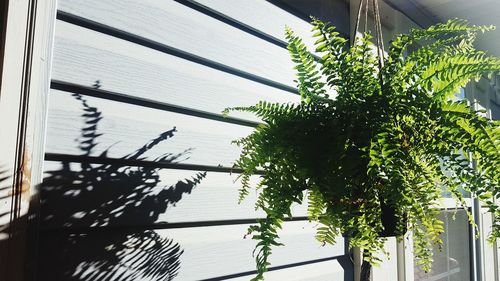 Close-up of tree against building