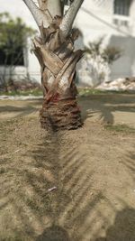 Close-up of tree trunk in park