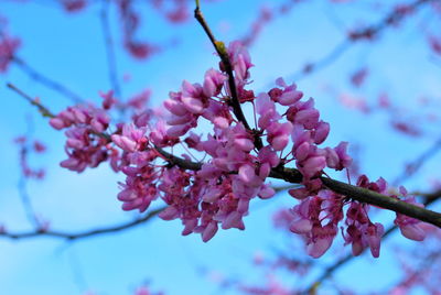 Close-up of pink cherry blossoms in spring