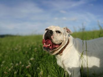 Close-up of dog on grassy field