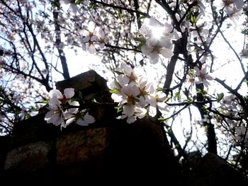 Low angle view of white flowers on tree