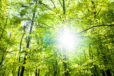 Low angle view of sunlight streaming through trees