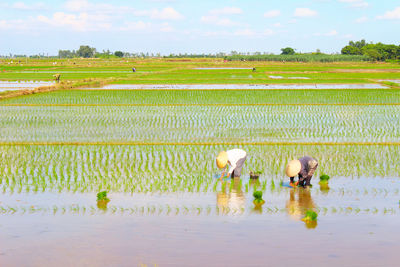 Scenic view of rice paddy