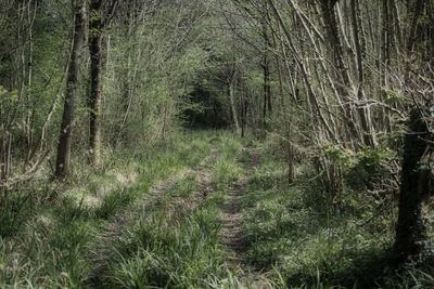Scenic view of forest