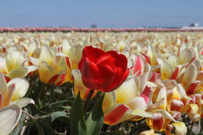 Close-up of tulips blooming on field