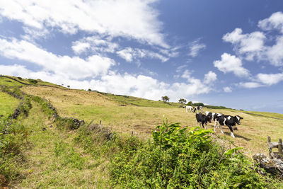 Horses in a field