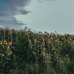 Plants growing on field against sky