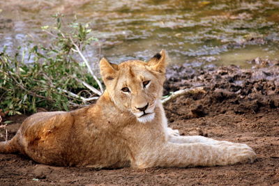 Cat lying down