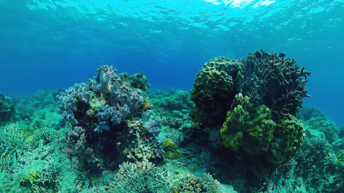 Tropical fishes and coral reef at diving. beautiful underwater world with corals and fish. panglao