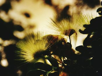 Close up of plant against blurred background