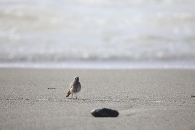 Close-up of bird on beach