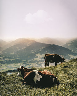 Cattle on mountain against sky during sunset