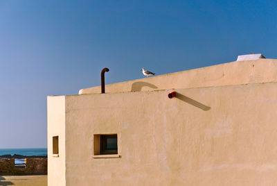 Low angle view of seagull perching on building against clear sky