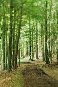 Dirt road passing through forest