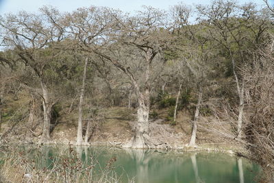 Close-up of trees against sky